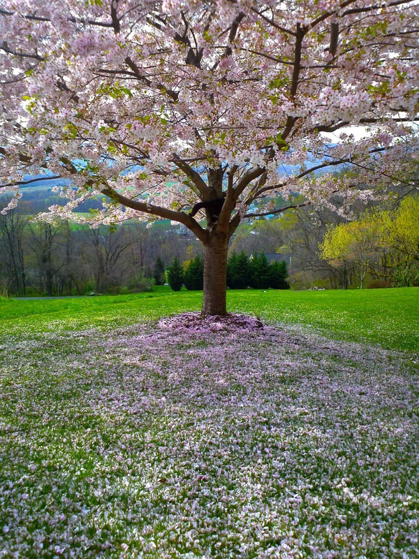 A freshly planted cherry blossom tree on the side of a hill with a green lawn in the background