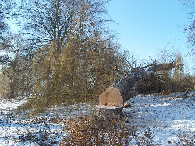 A tree that has been cut down in the snow and ice
