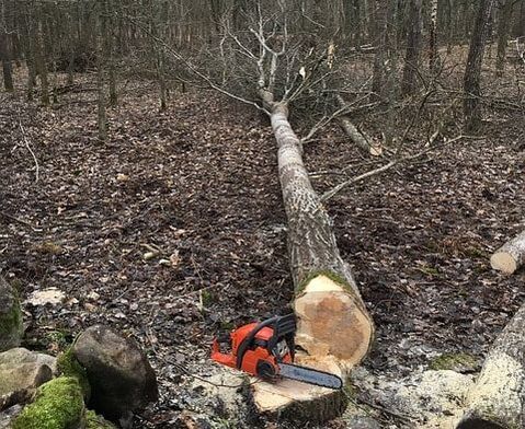 A tree removed from a forest in Downers Grove