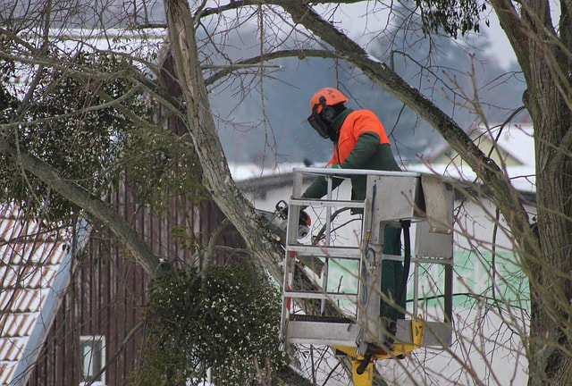 Emergency tree removal on a snowy afternoon in Downer's Grove IL