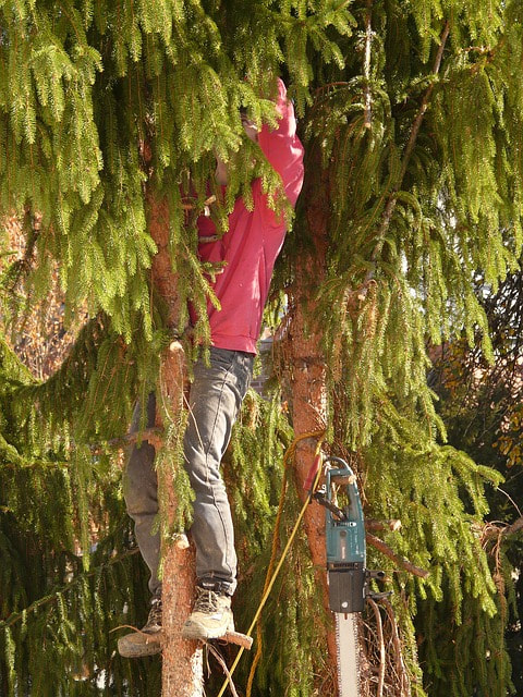 A sawyer in a red outfit pruning limbs from a large branching pine tree